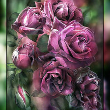 Розы. Кэрол Кавалирис.