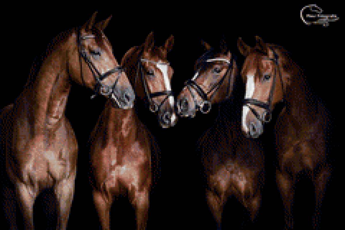 Четыре лошади на черном фоне - предпросмотр