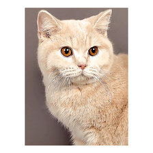 Схема вышивки «Серия "Коты".»