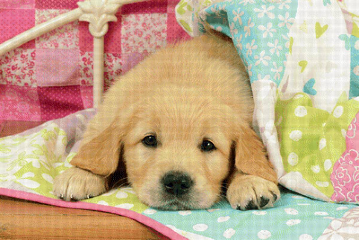 №1944156 - собаки, животные - предпросмотр