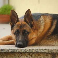 Схема вышивки «ВЕРНЫЙ ДРУГ»