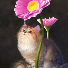 Схема вышивки «№1944628»