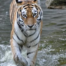 Схема вышивки «Тигр»