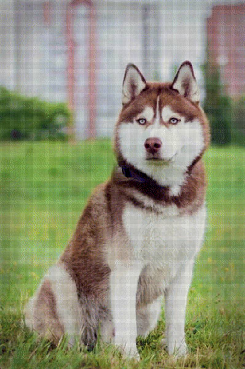 Хаски - хаски - предпросмотр