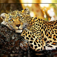 Схема вышивки «Лео.»