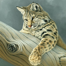 Схема вышивки «Curiosity Young Bobcat.»