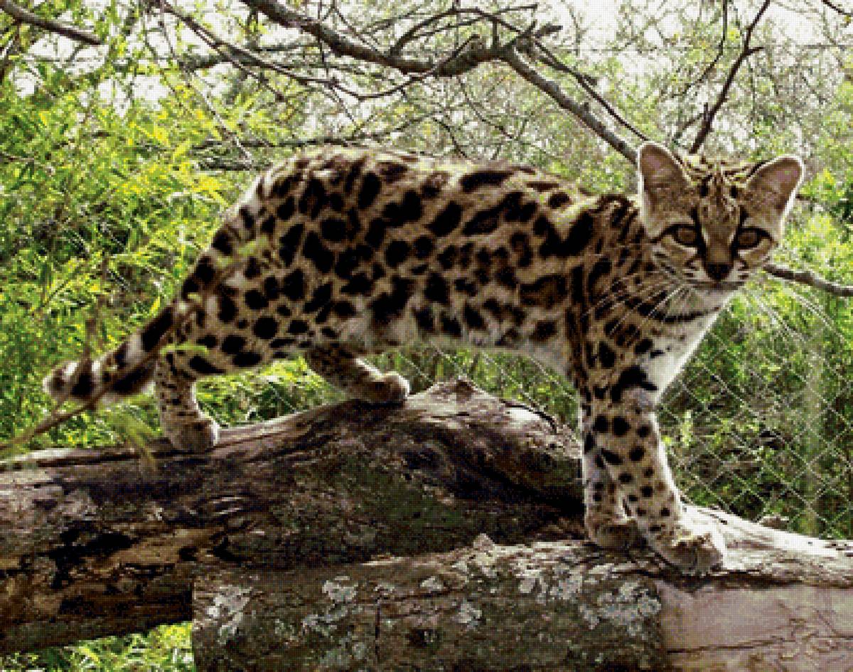 zviera - предпросмотр