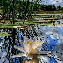 Схема вышивки «КУВШИНКИ НА ОЗЕРЕ»