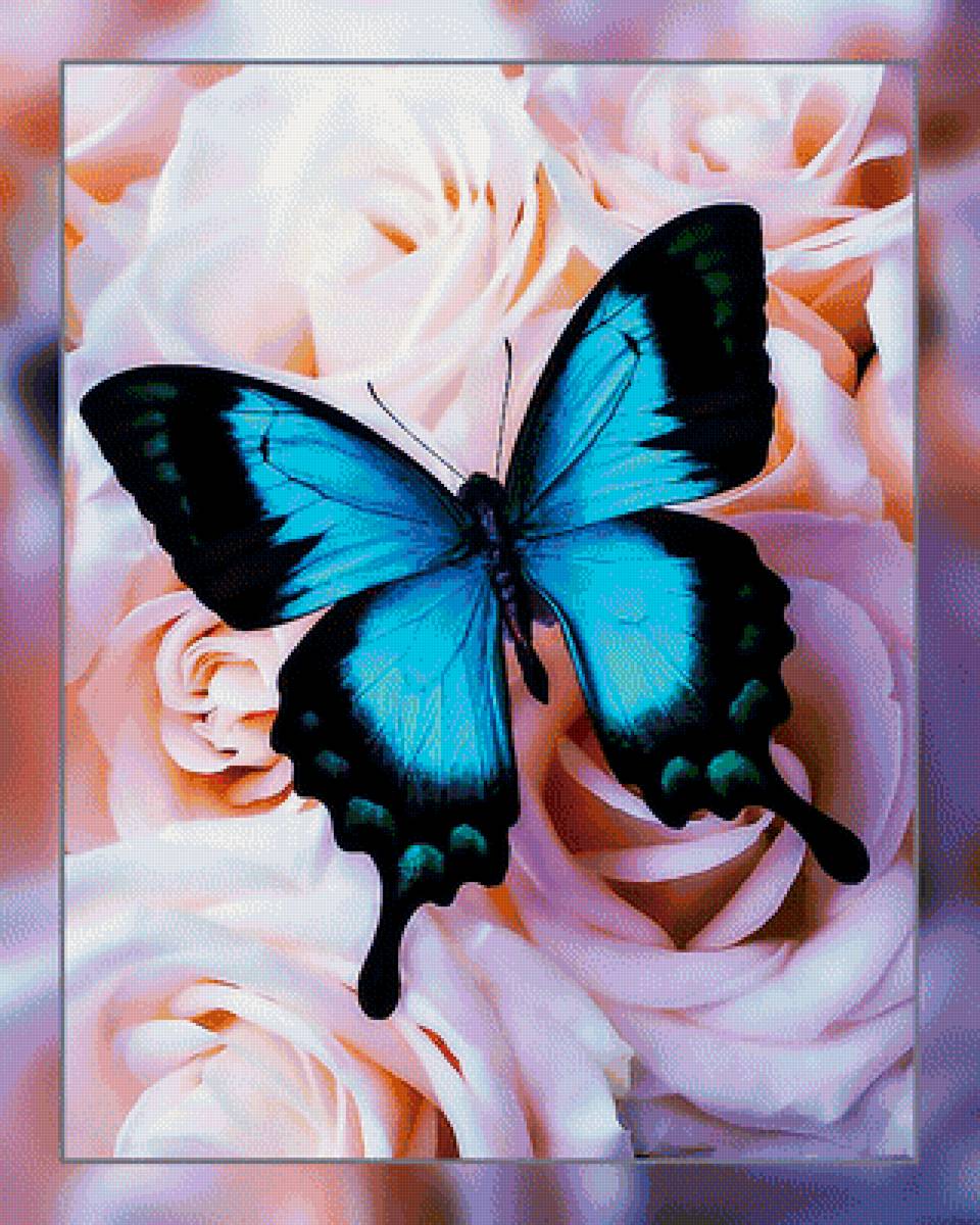 Бабочка. - цветок., роза, бабочка - предпросмотр