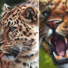 мир животных