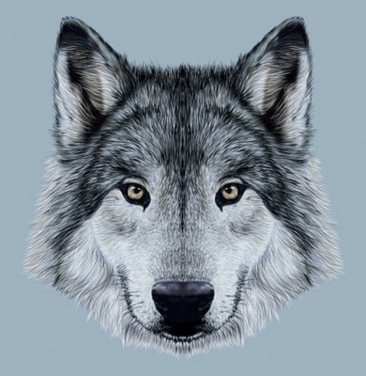 №1945470 - волки, животные, хищники - предпросмотр