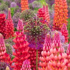 Схема вышивки «НЕЖНОСТЬ ЦВЕТОВ»