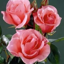 Схема вышивки «розы»