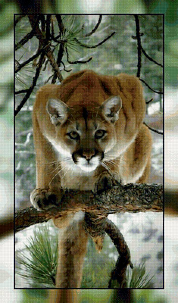 Пума. - взгляд, хищник, природа., пума - предпросмотр