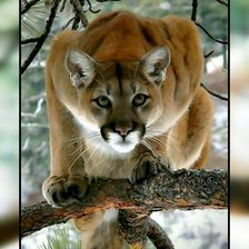 Схема вышивки «Пума.»