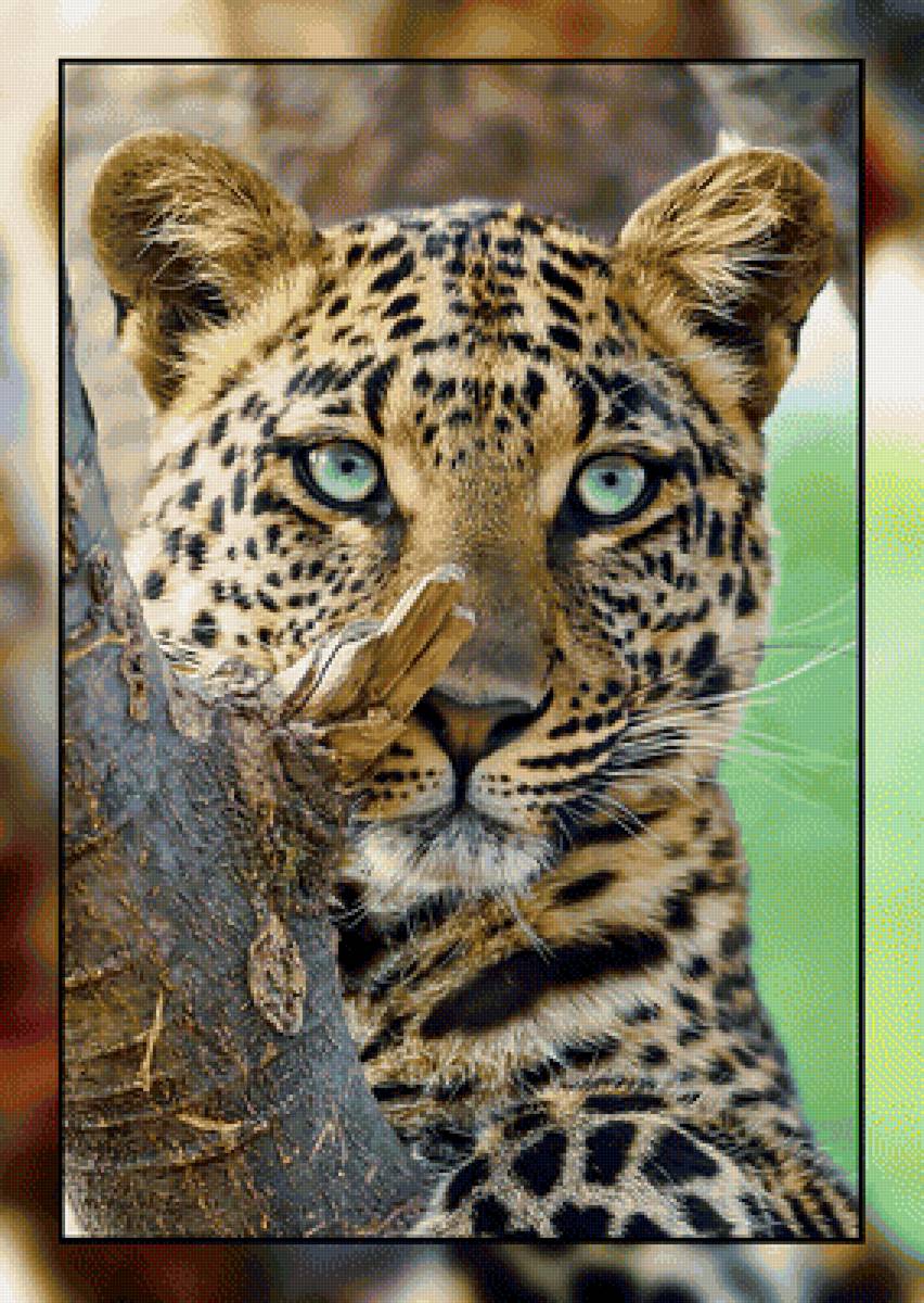 Лео. - леопард, взгляд., хищник - предпросмотр