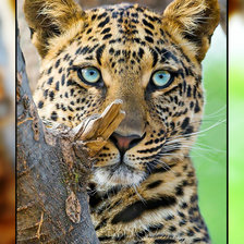 Схема вышивки «Лео.»