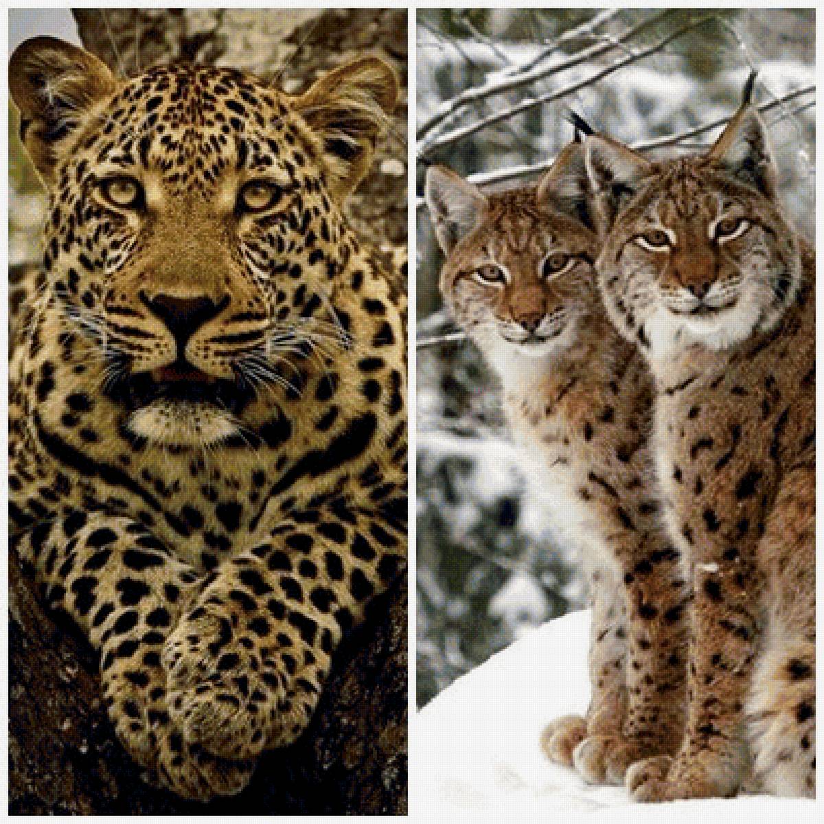 хищники - предпросмотр