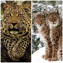 Схема вышивки «хищники»