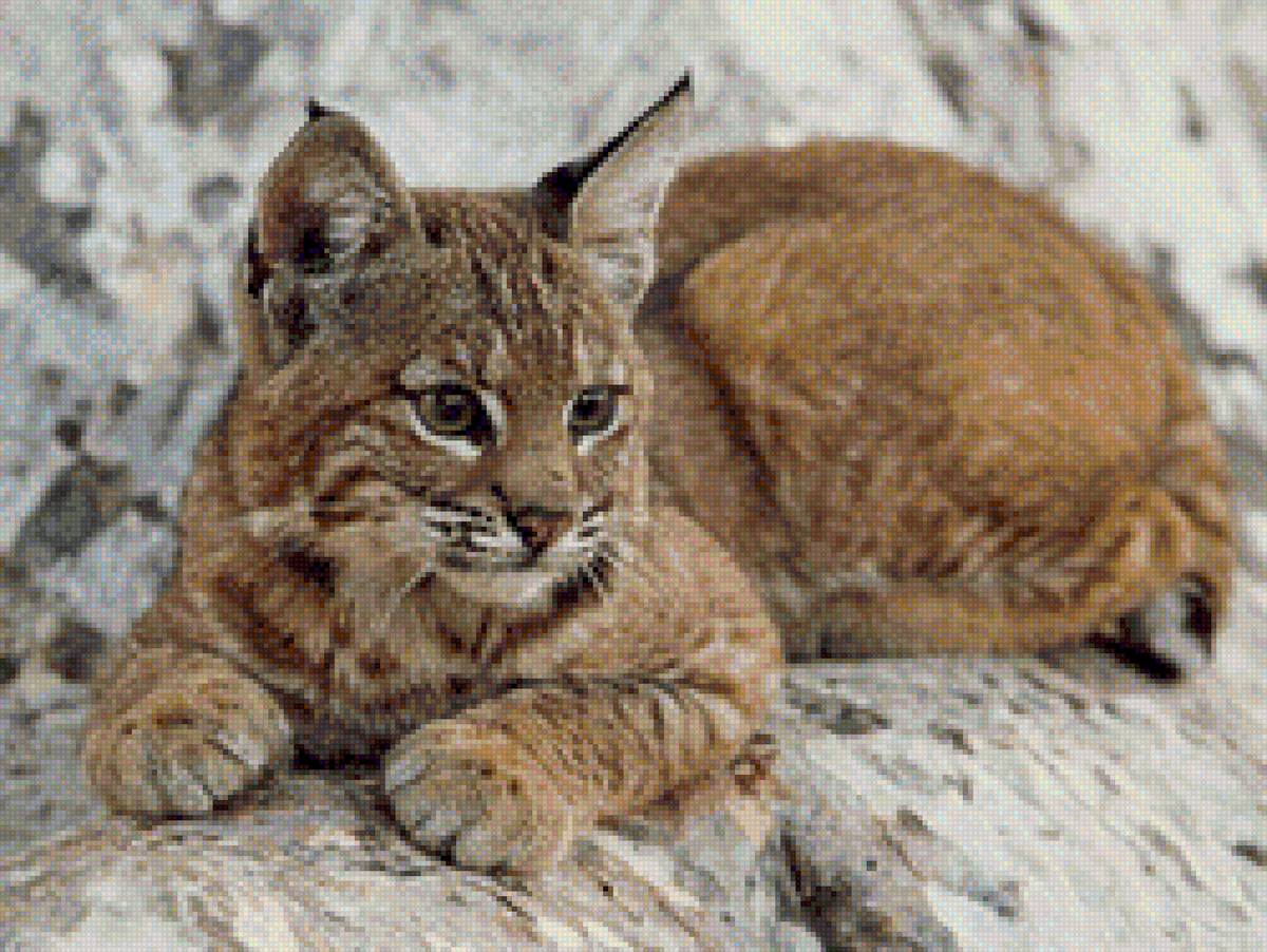 Рысь - хищники, животные - предпросмотр