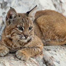 Схема вышивки «Рысь»