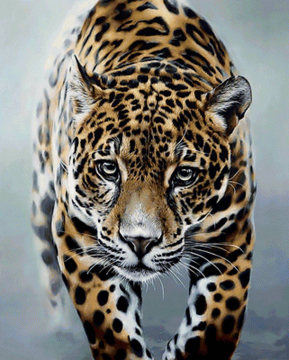 Лео. - хищник, леопард, взгляд. - предпросмотр