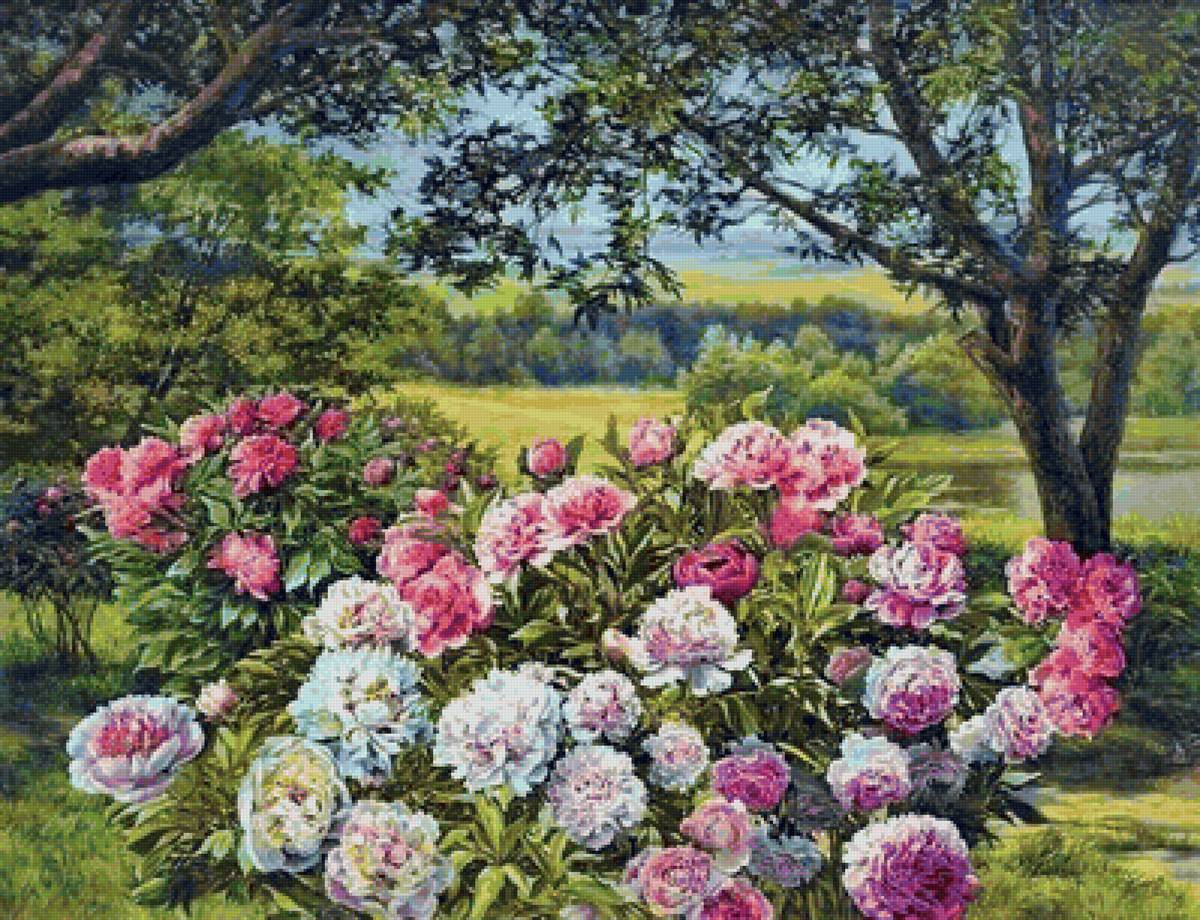 Природа - лето, пионы, природа - предпросмотр