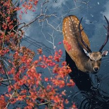 Схема вышивки «лесной сюжет»