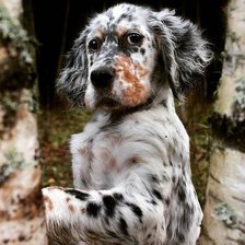 Схема вышивки «песик»