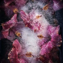 Схема вышивки «Цветы Гибискуса»