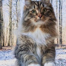 Схема вышивки «котик»