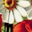 Предпросмотр схемы вышивки «Маки и ромашки.» (№1947384)