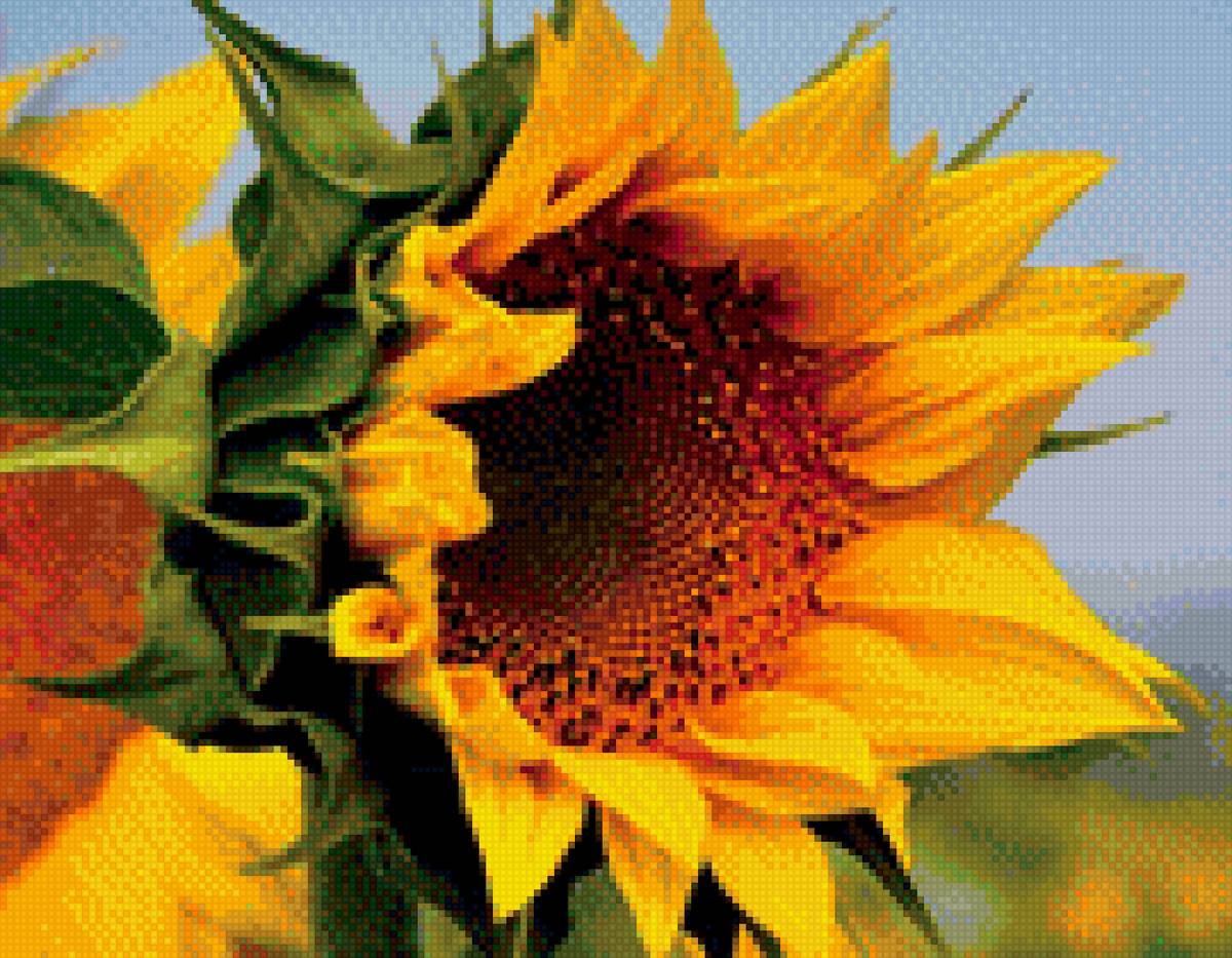 Подсолнух - зеленое, лето, желтое, подсолнух - предпросмотр