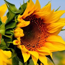 Схема вышивки «Подсолнух»