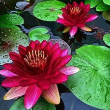 Схема вышивки «529»