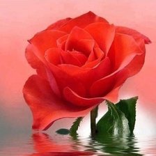 Схема вышивки «Роза»