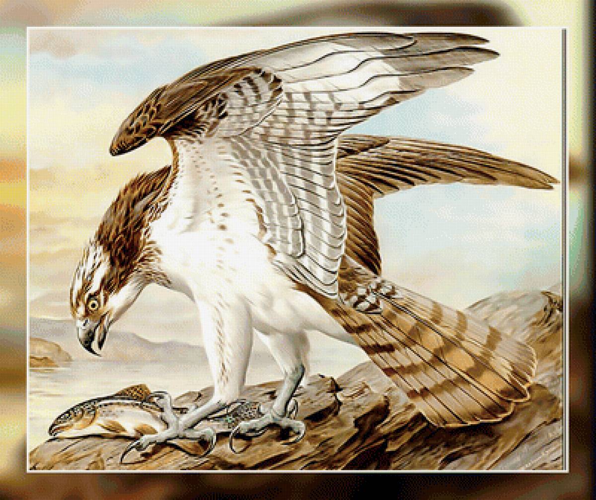 Улов. - орел, улов., рыба - предпросмотр