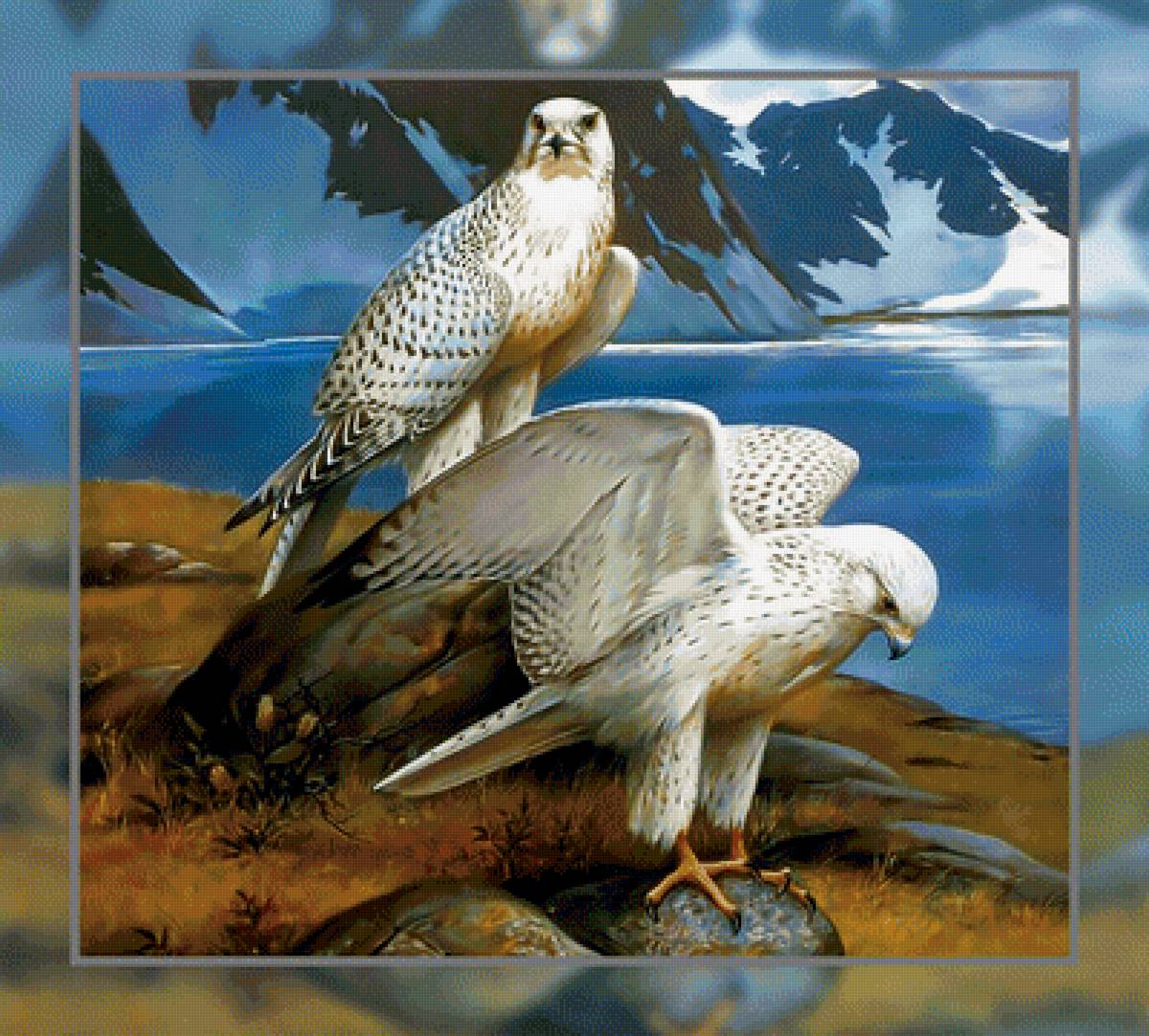 Небесные хищники. - птицы, хищники. - предпросмотр