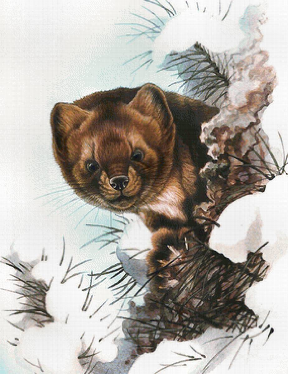 мир животных - мир животных - предпросмотр