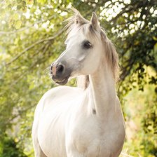 Схема вышивки «Портрет светло серого коня»