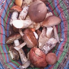 Схема вышивки «Находка грибника»