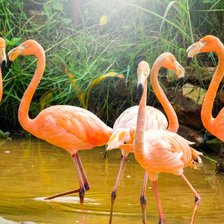 Схема вышивки «Фламинго»