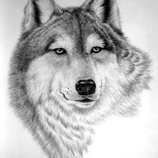 Схема вышивки «LOBO»