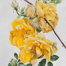 Схема вышивки «роза»