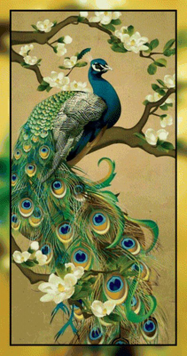 Павлин. - птицы., павлин - предпросмотр