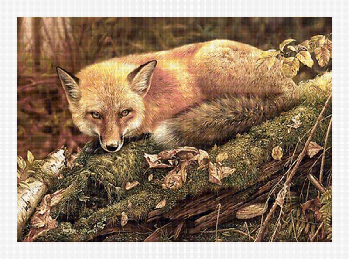 Серия "Лисы" - животные, лиса - предпросмотр