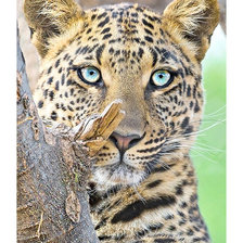 Схема вышивки «Серия "Хищники".»