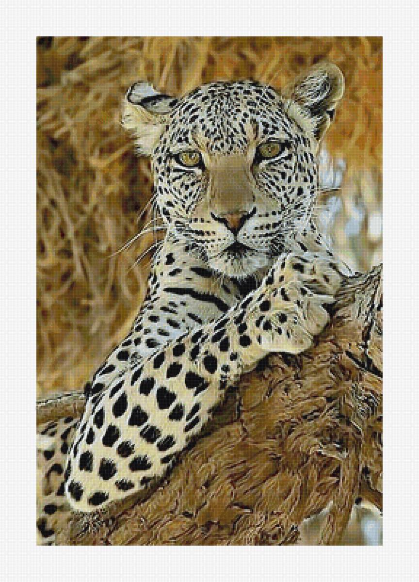 Серия "Хищники". - хищники, животные - предпросмотр