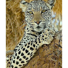 Схема вышивки «Серия "Хищники".»