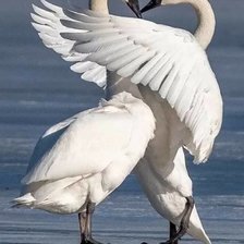 Схема вышивки «radost»